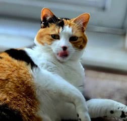 Kitty Marble - Calico