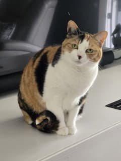 Kitty Marble image 2