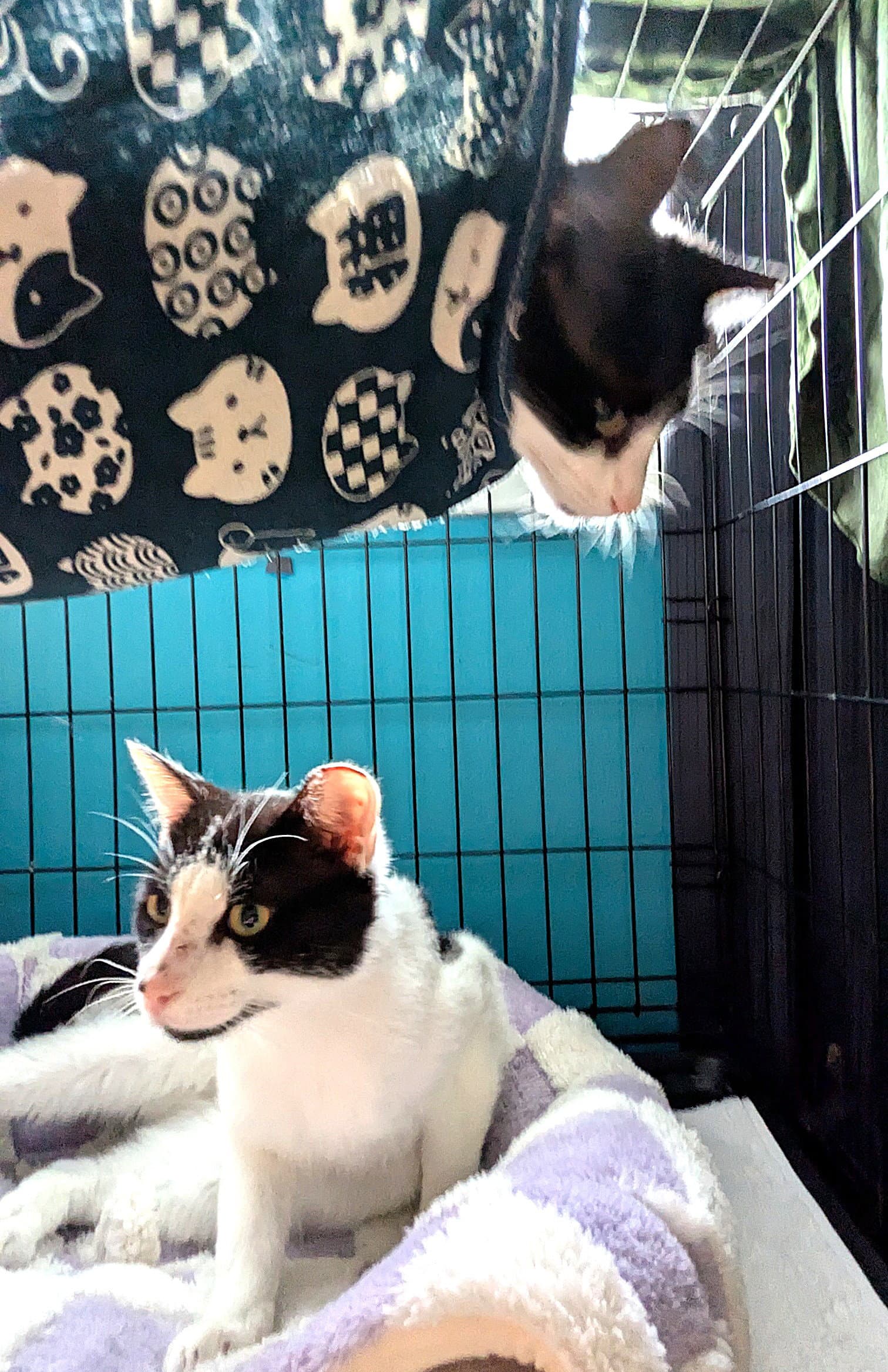 Kitties Bonded Pair Basil And Lavender - Domestic Short Hair