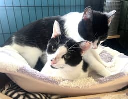 Kitties Bonded Pair Basil And Lavender image 3
