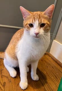 Hamster - Domestic Short Hair