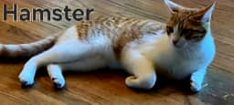 Hamster image 2