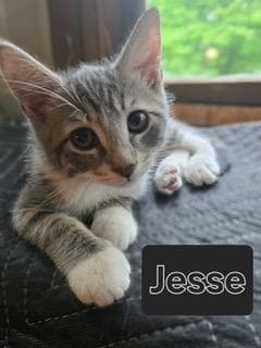 Kitten Jesse image 1