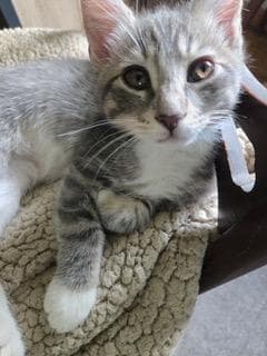 Kitten Jesse image 2