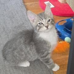 Kitten Jesse image 3