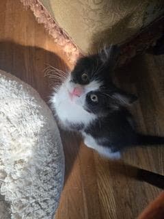 Kitten Benji Moon image 1