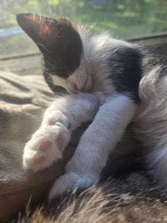 Kitten Benji Moon image 2