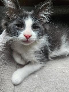 Kitten Benji Moon image 3