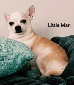 Little Man image 1