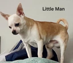 Little Man image 2