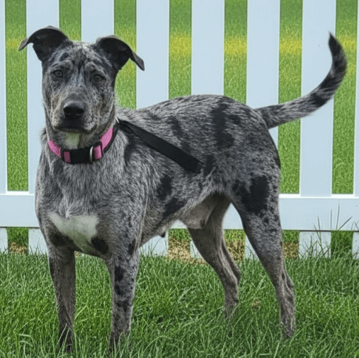 Katya - Catahoula Leopard Dog