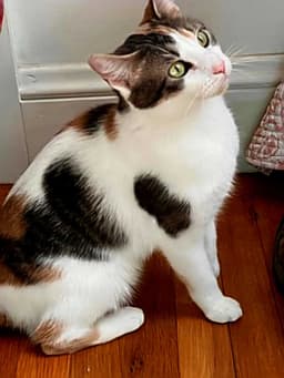 Callie image 1