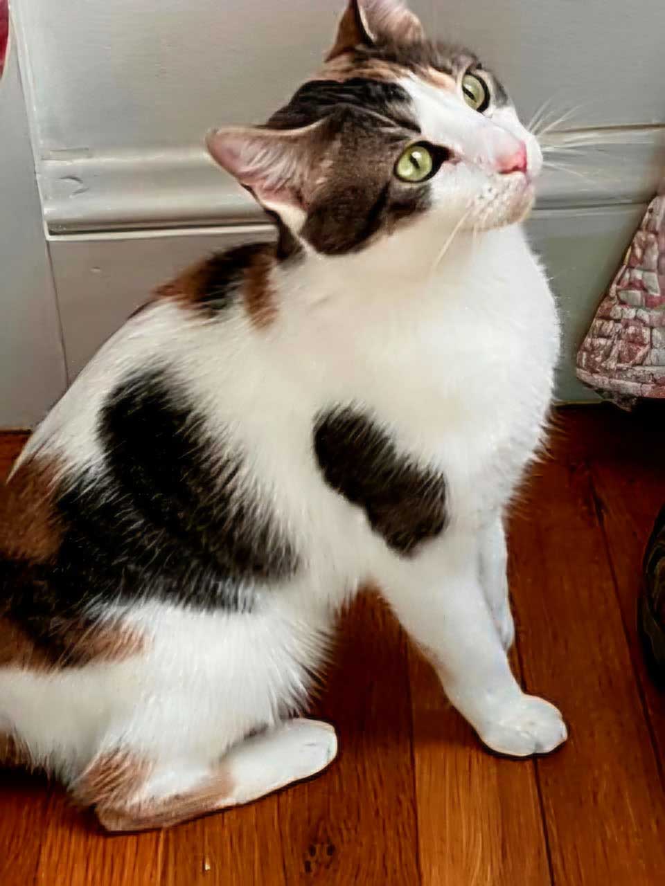Callie - Calico