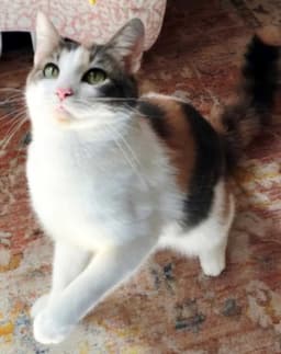 Callie image 2