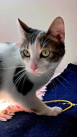 Callie image 3