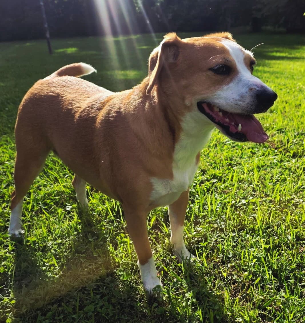 Mila - Beagle