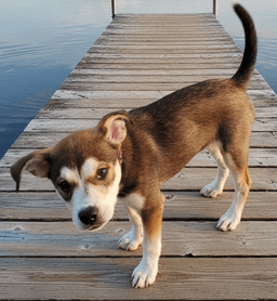 Puppy Whisper image 4