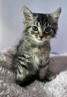 Kitten Queen image 1