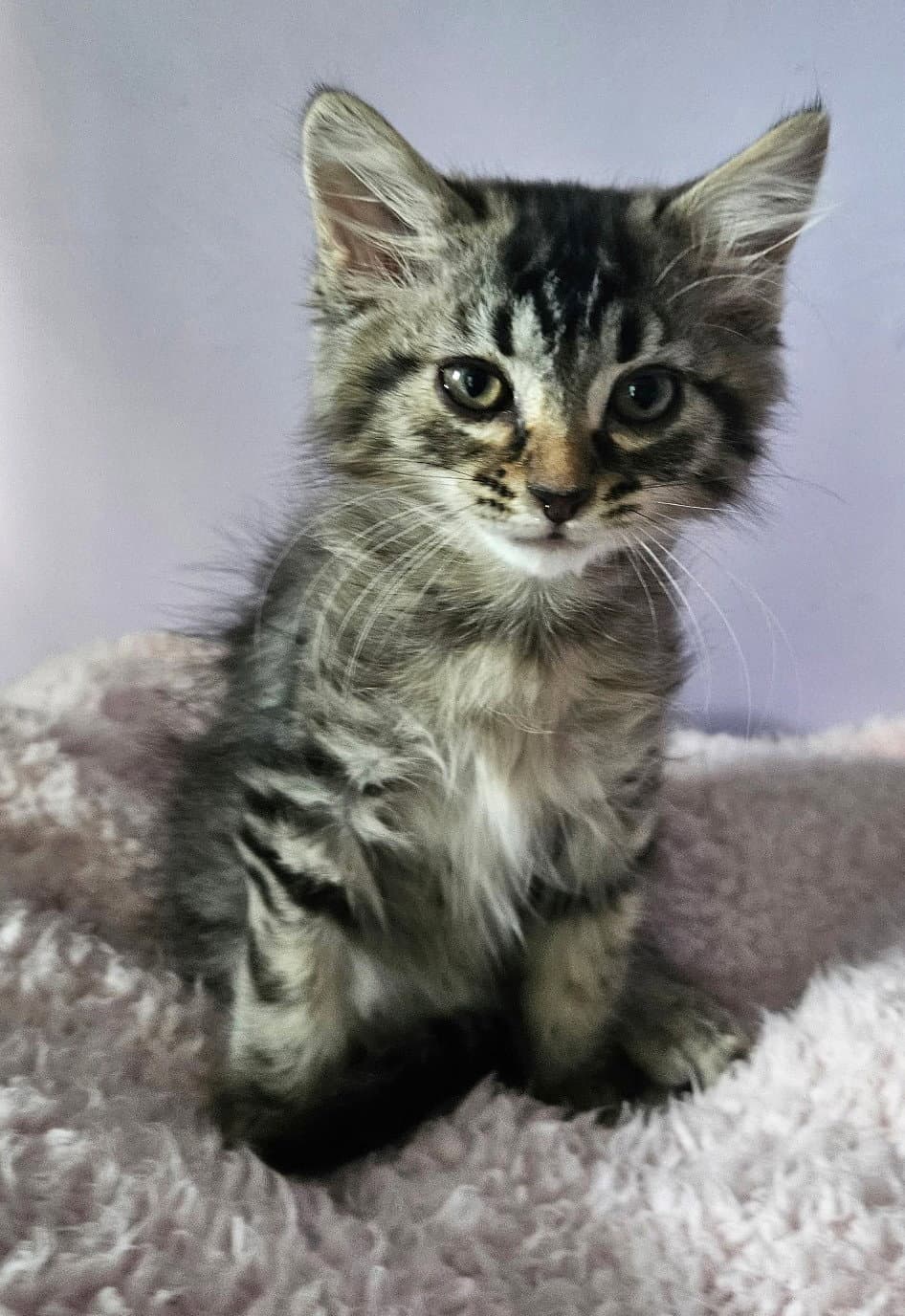 Kitten Queen - Domestic Long Hair