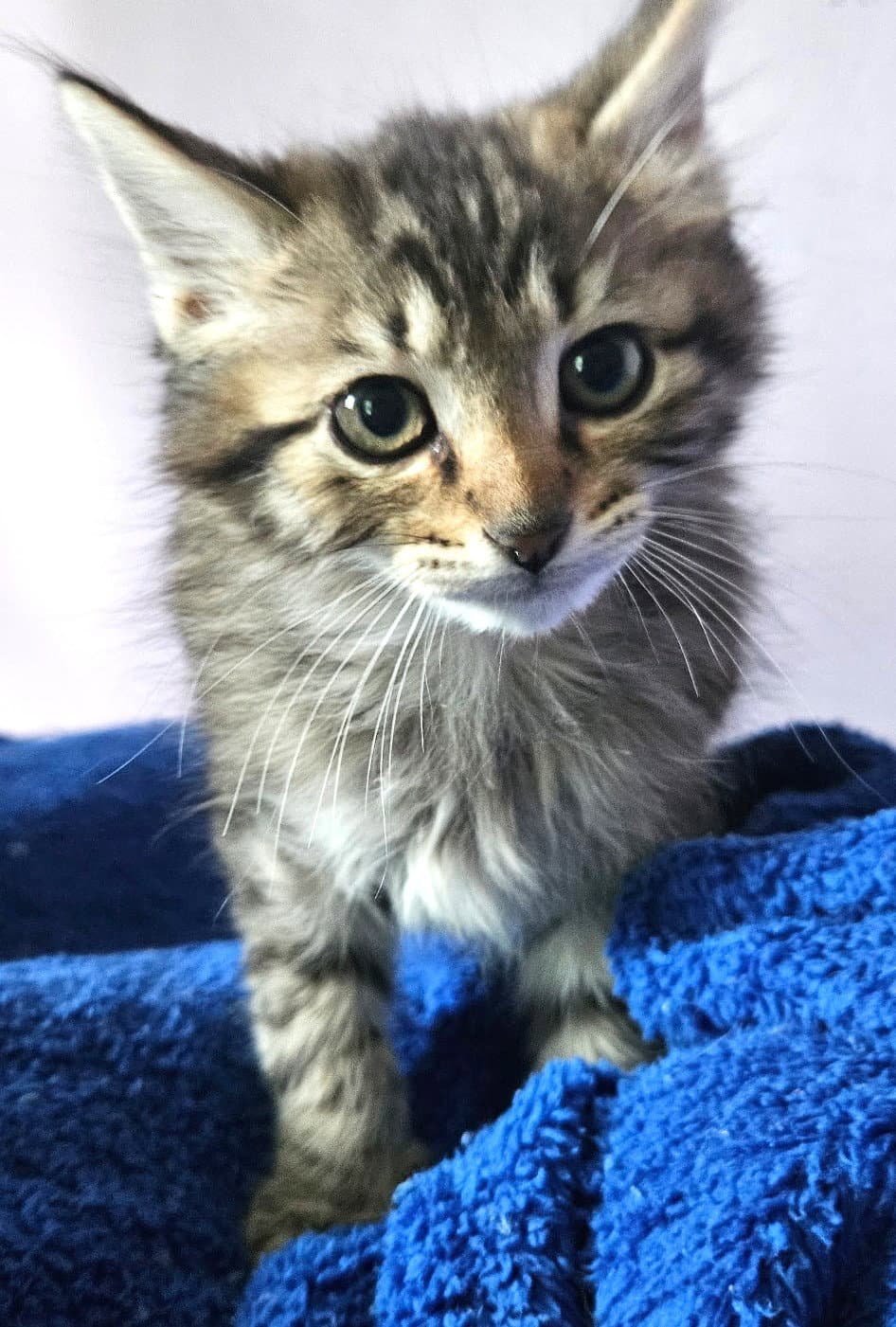 Kitten King - Domestic Long Hair