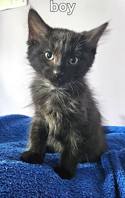 Kitten Joker image 1