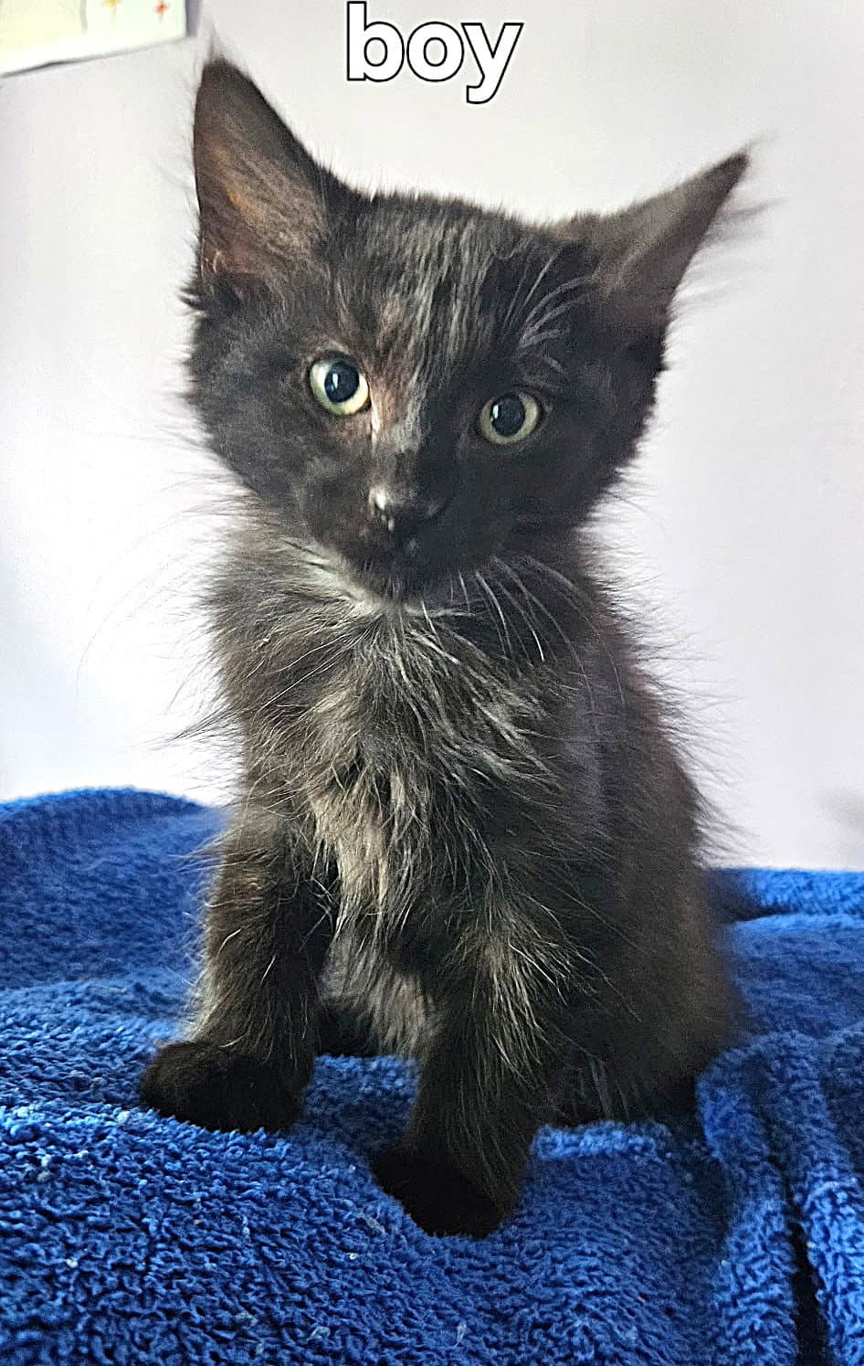 Kitten Joker - Domestic Medium Hair