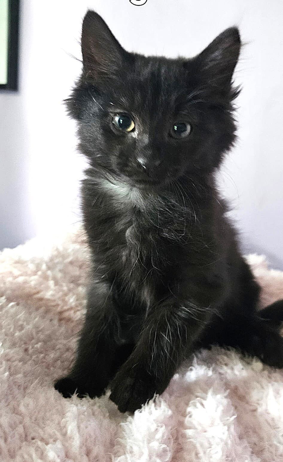 Kitten Diamond - Domestic Medium Hair