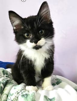 Kitten Spade image 1