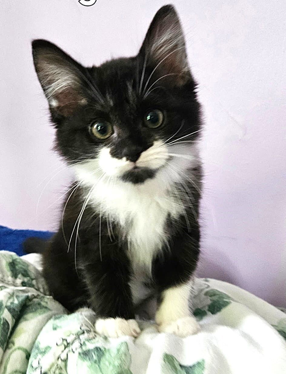Kitten Spade - Domestic Medium Hair