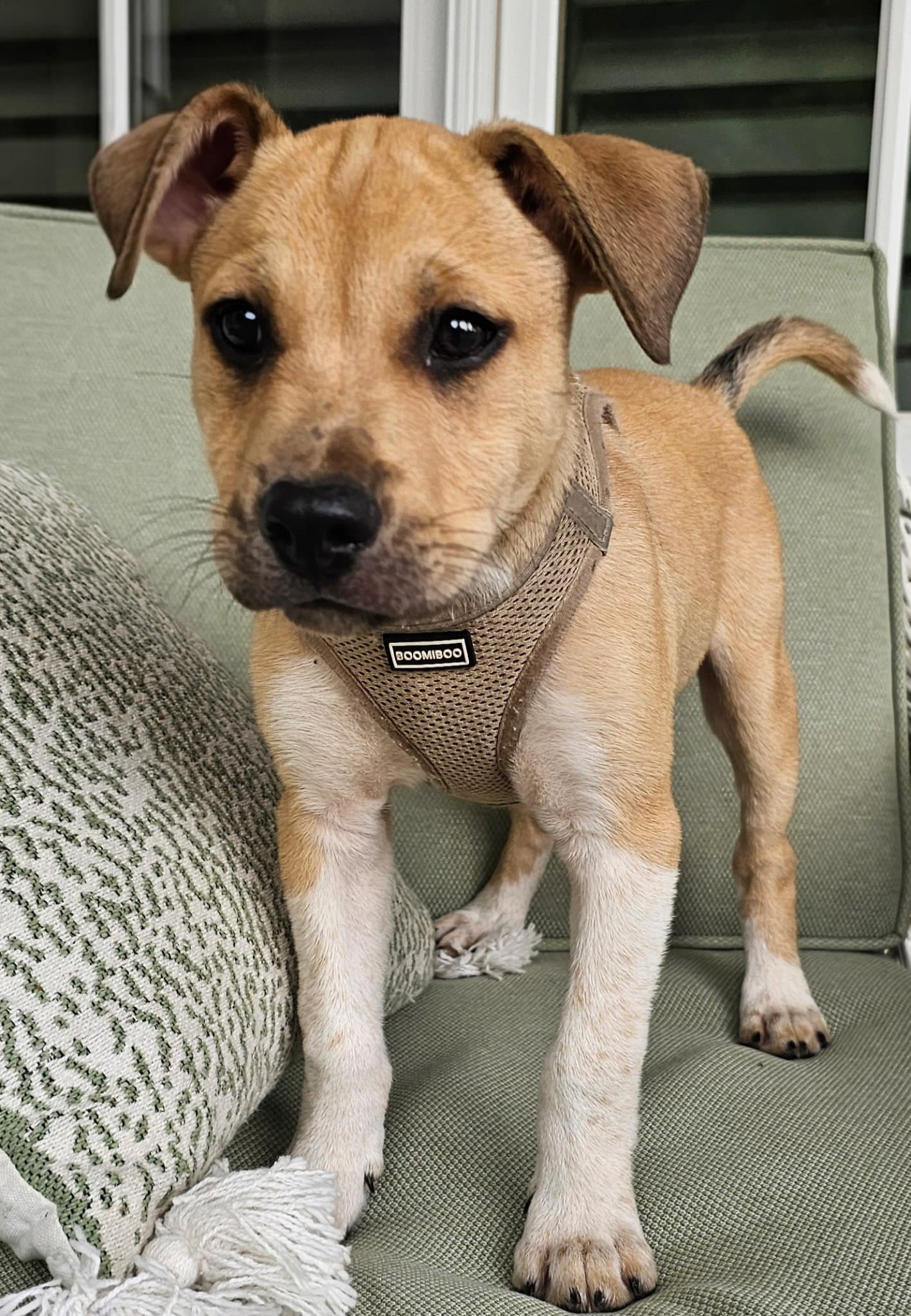 Puppy Cowboy - Catahoula Leopard Dog