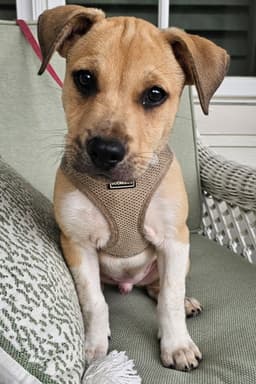 Puppy Cowboy image 3