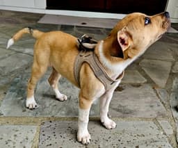Puppy Cowboy image 4