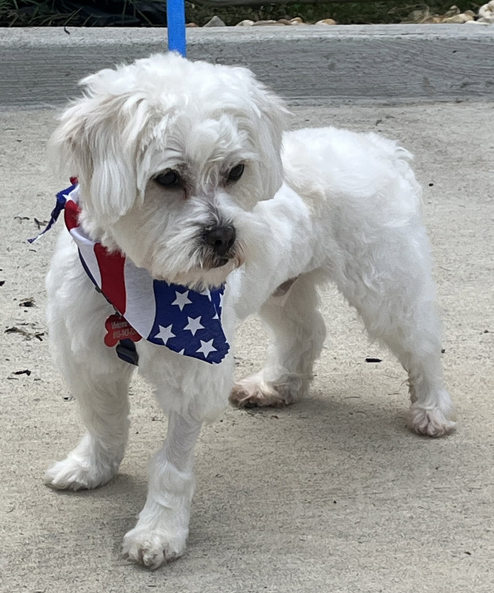 Best Man Baxter - Maltese