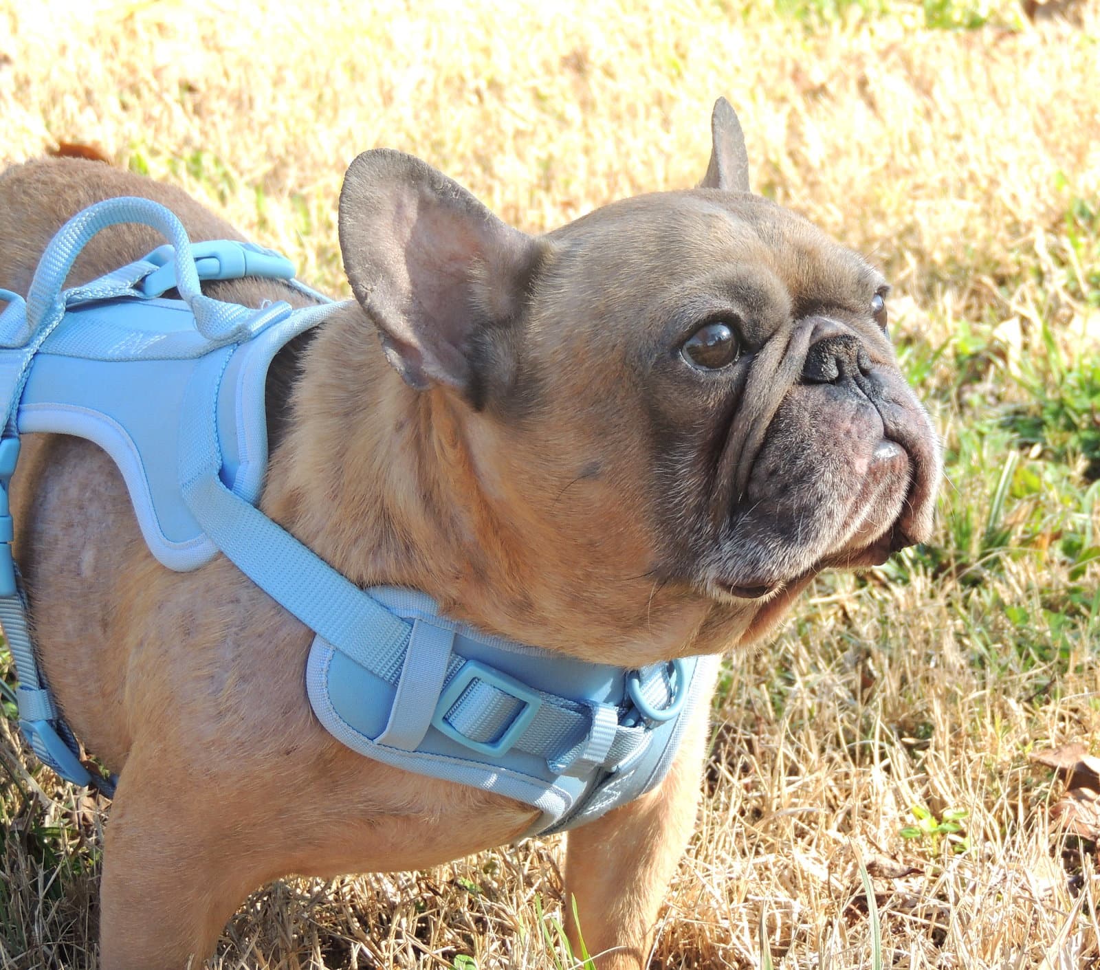 Awesome Aiden - French Bulldog