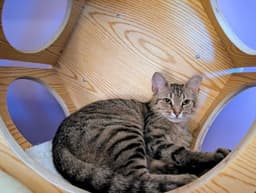 Kitten Tessa image 1