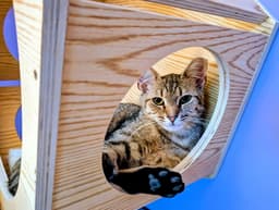 Kitten Tessa image 2