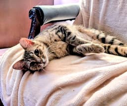 Kitten Tessa image 3