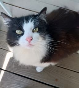 Hunter The Bobtail image 1