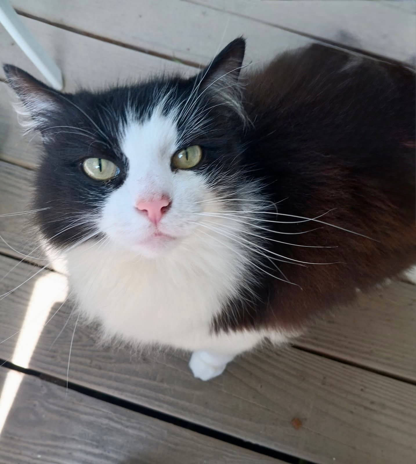 Hunter The Bobtail - Bobtail