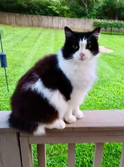 Hunter The Bobtail image 2
