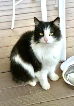 Hunter The Bobtail image 3