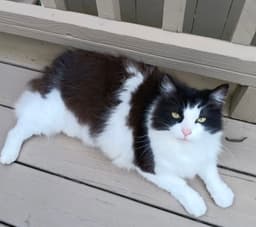 Hunter The Bobtail image 4
