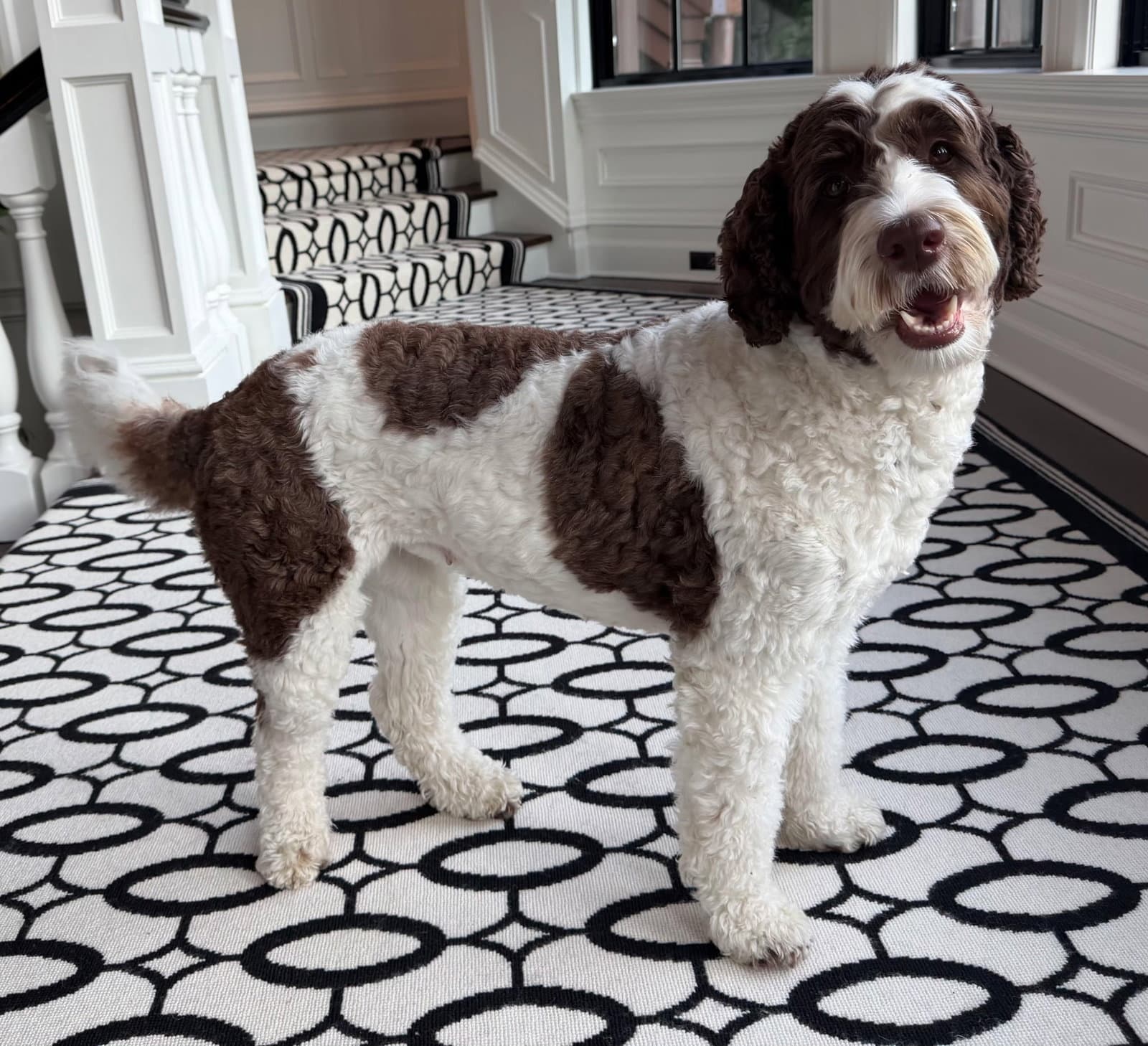 Lady Lollipop - Poodle (Standard)