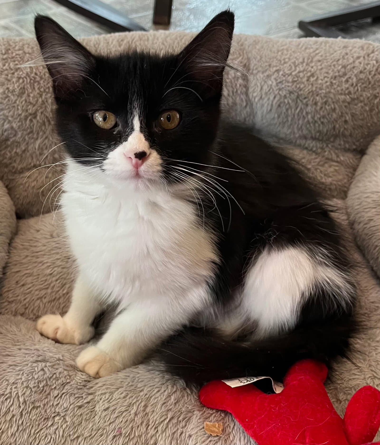 Kitten Baby Skunk - Domestic Short Hair