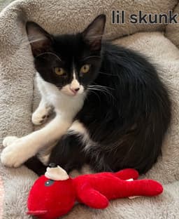 Kitten Baby Skunk image 2