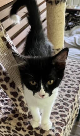 Kitten Baby Skunk image 3