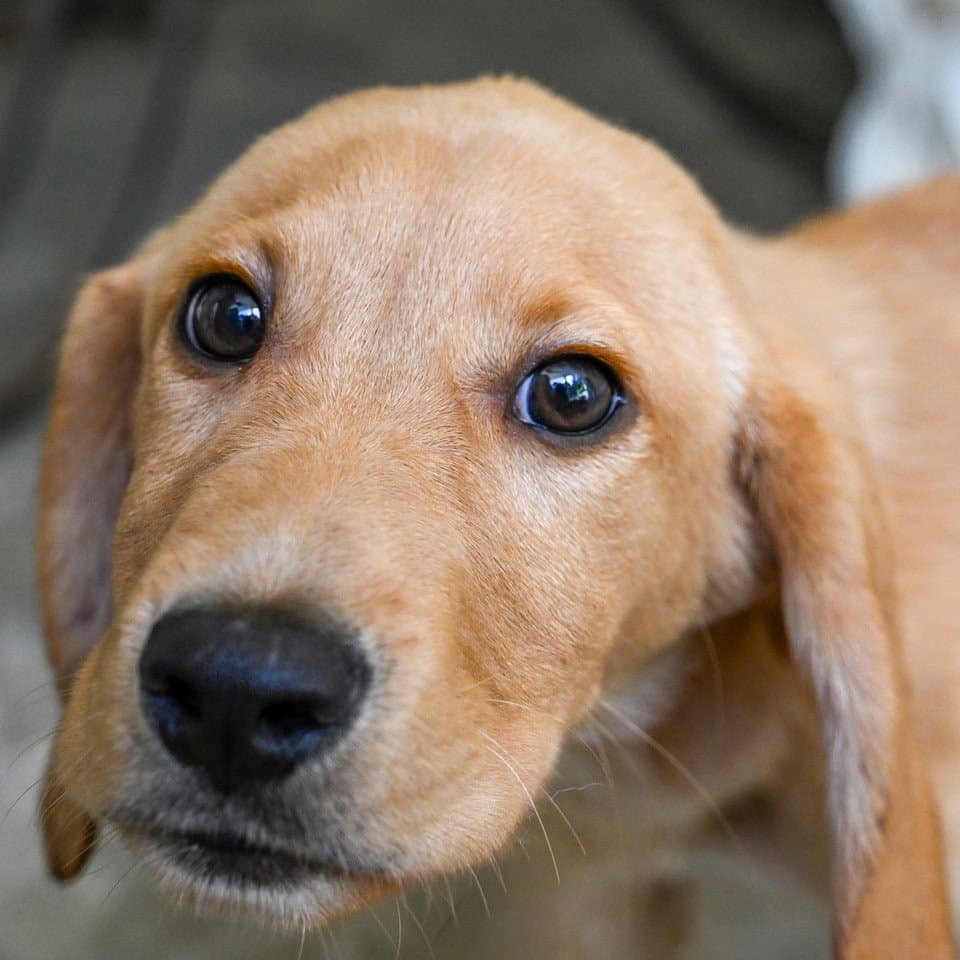 Puppy Laddy Boy - Hound