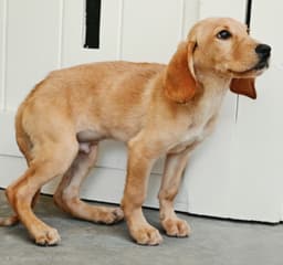Puppy Laddy Boy image 2