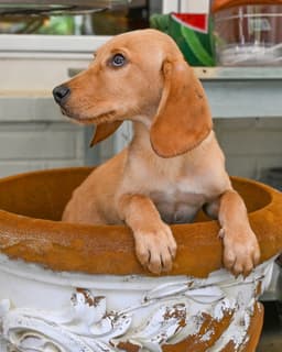 Puppy Laddy Boy image 3
