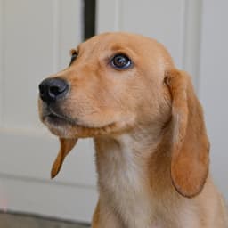 Puppy Laddy Boy image 4